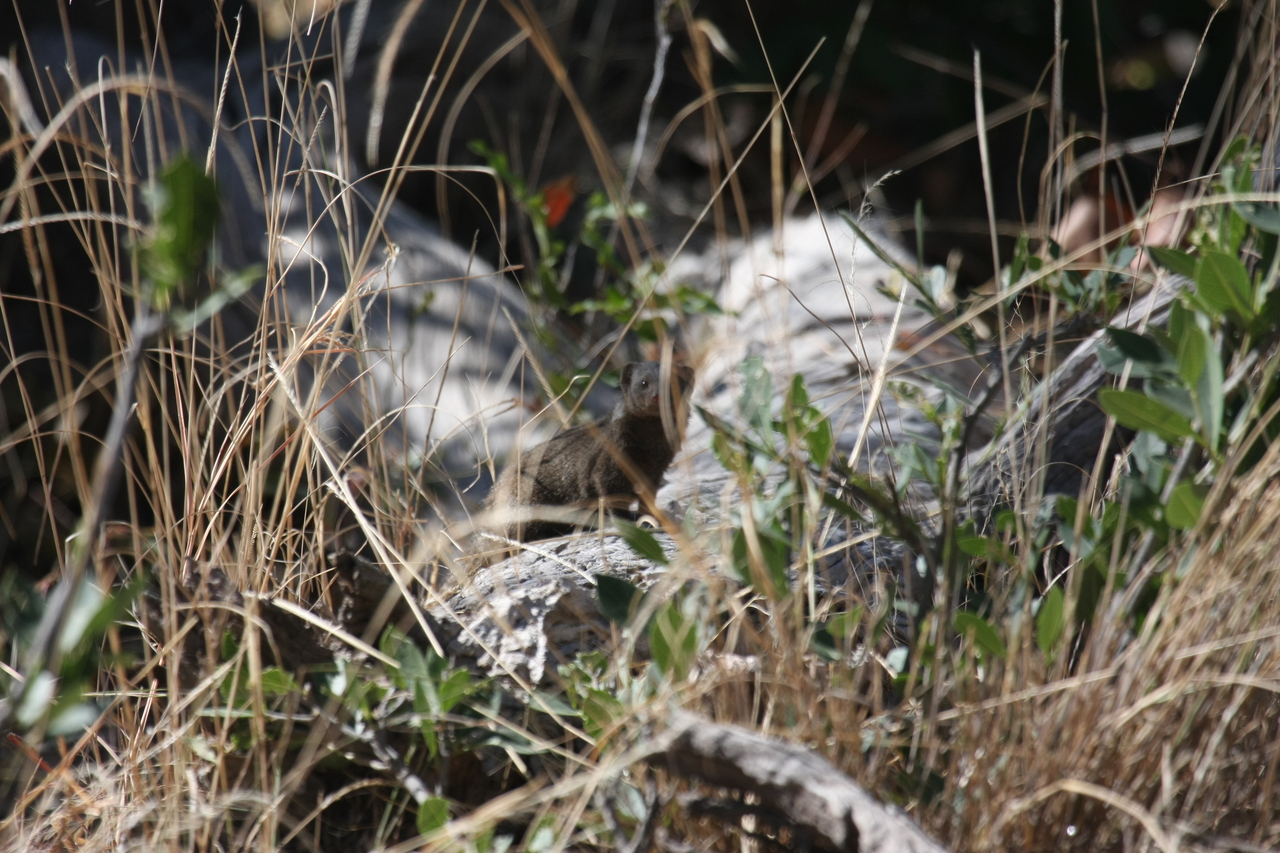 [21252] 2016_06_29_04_38_45_Africa_Canon_EOS_40D_IMG__10860.jpg