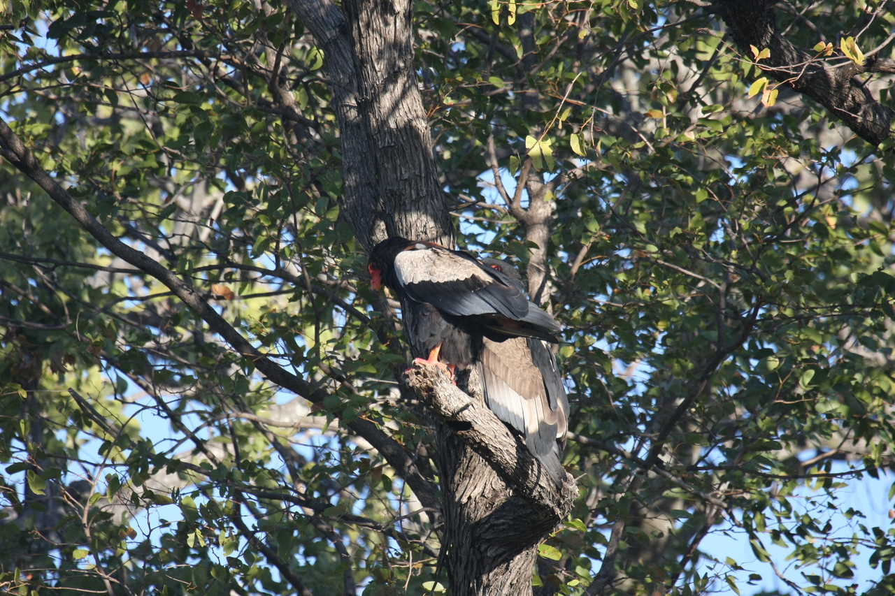 [21459] 2016_06_29_10_59_05_Africa_Canon_EOS_40D_IMG__03415.jpg