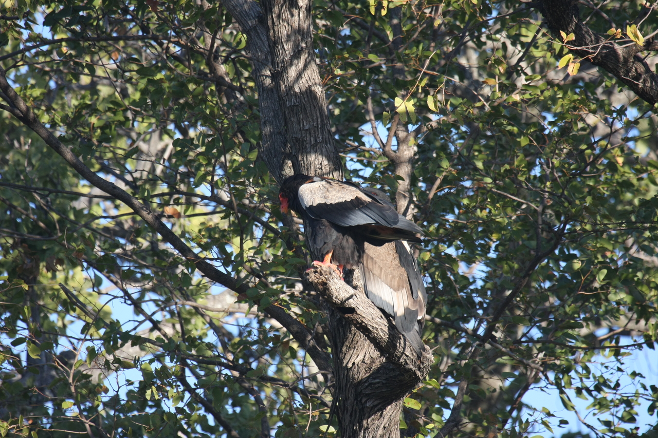 [21460] 2016_06_29_10_59_05_Africa_Canon_EOS_40D_IMG__03416.jpg