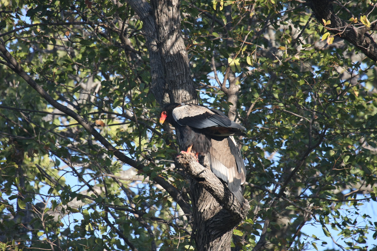 [21461] 2016_06_29_10_59_05_Africa_Canon_EOS_40D_IMG__03417.jpg