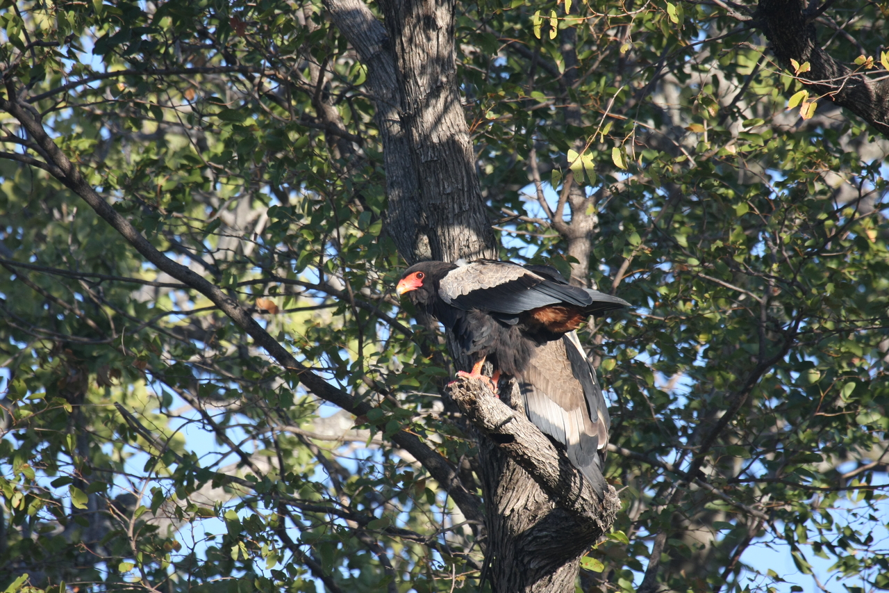 [21479] 2016_06_29_10_59_07_Africa_Canon_EOS_40D_IMG__10870.jpg