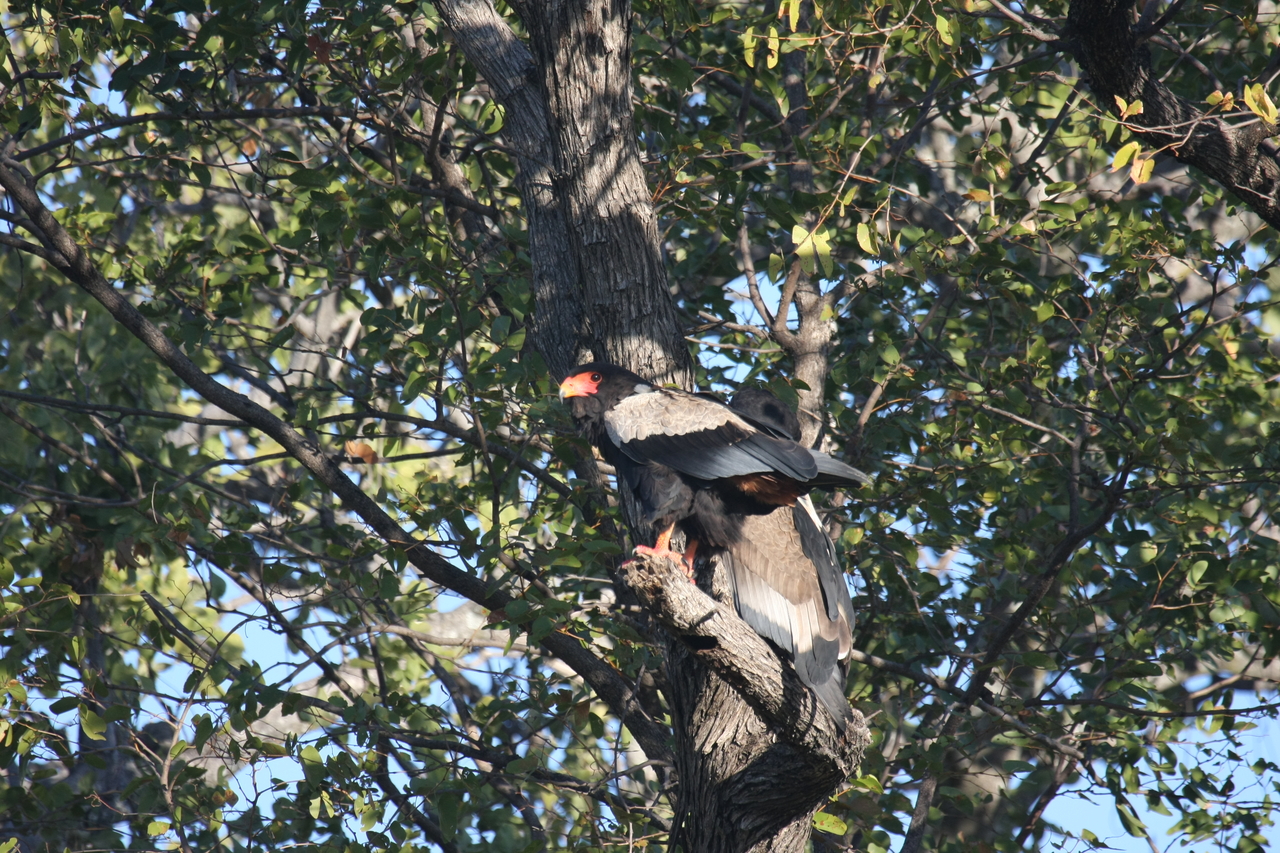 [21482] 2016_06_29_10_59_08_Africa_Canon_EOS_40D_IMG__00184.jpg