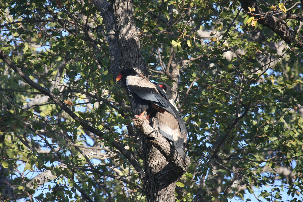 [21509] 2016_06_29_10_59_46_Africa_Canon_EOS_40D_IMG__10881.jpg