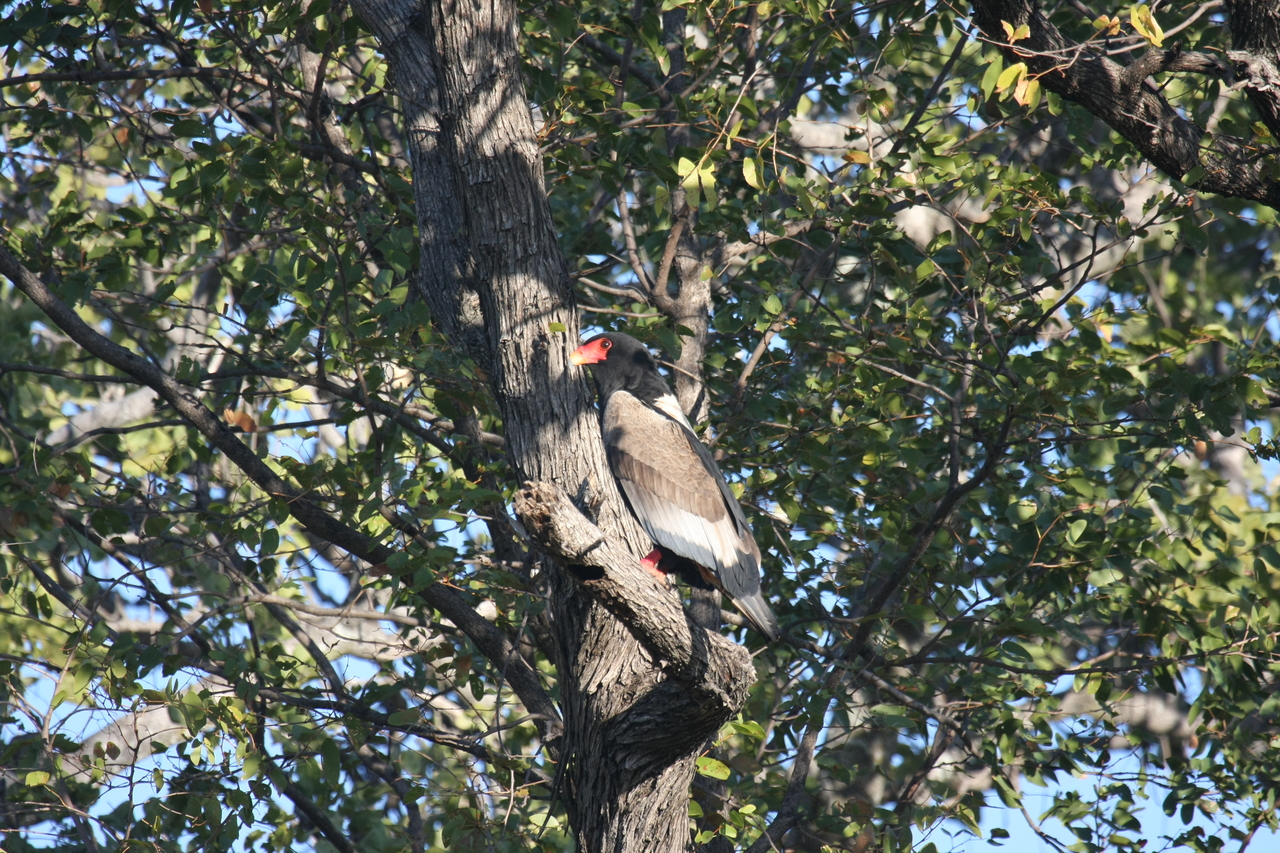 [21519] 2016_06_29_10_59_50_Africa_Canon_EOS_40D_IMG__00196.jpg