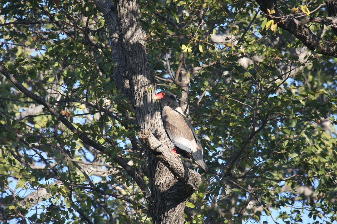 [21521] 2016_06_29_10_59_50_Africa_Canon_EOS_40D_IMG__00198.jpg