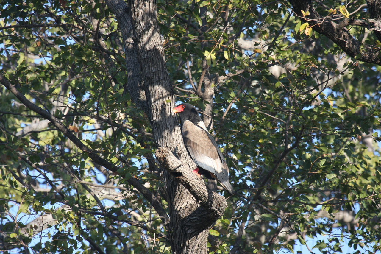 [21526] 2016_06_29_10_59_50_Africa_Canon_EOS_40D_IMG__10886.jpg