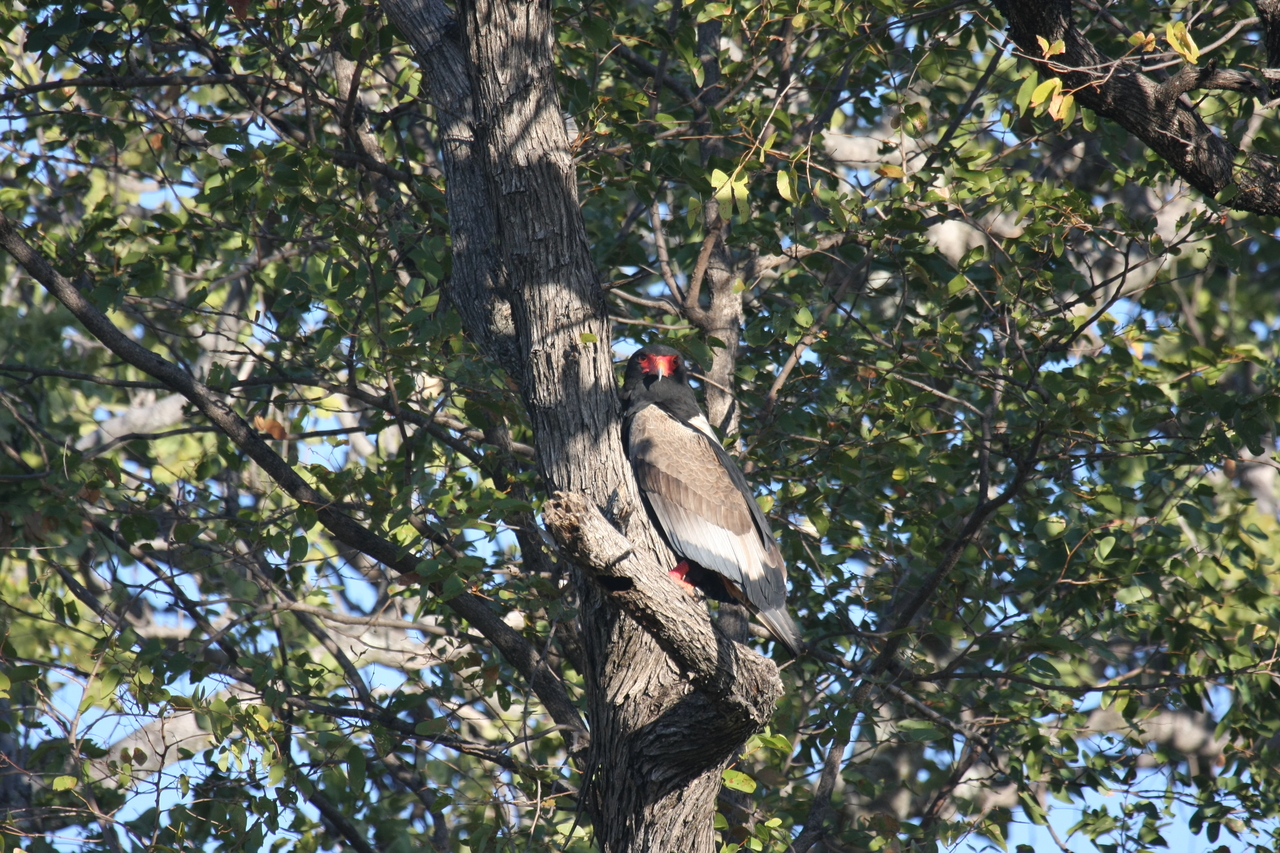 [21534] 2016_06_29_10_59_54_Africa_Canon_EOS_40D_IMG__10888.jpg