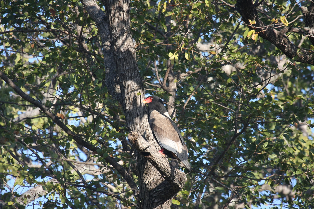 [21540] 2016_06_29_10_59_55_Africa_Canon_EOS_40D_IMG__03446.jpg