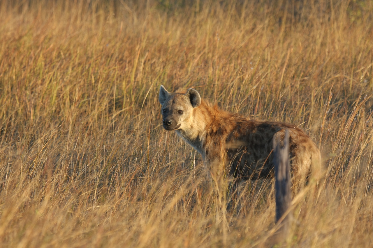 [21543] 2016_06_29_11_34_03_Africa_Canon_EOS_40D_IMG__00205.jpg