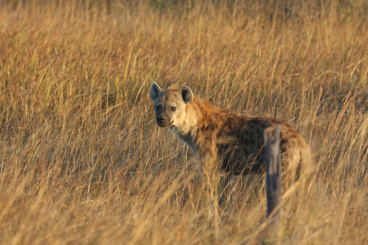 [21550] 2016_06_29_11_34_04_Africa_Canon_EOS_40D_IMG__10895.jpg