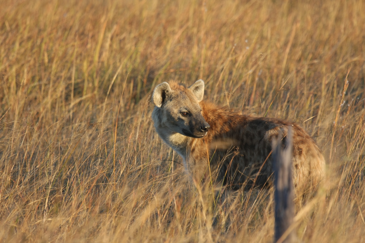 [21552] 2016_06_29_11_34_06_Africa_Canon_EOS_40D_IMG__00208.jpg