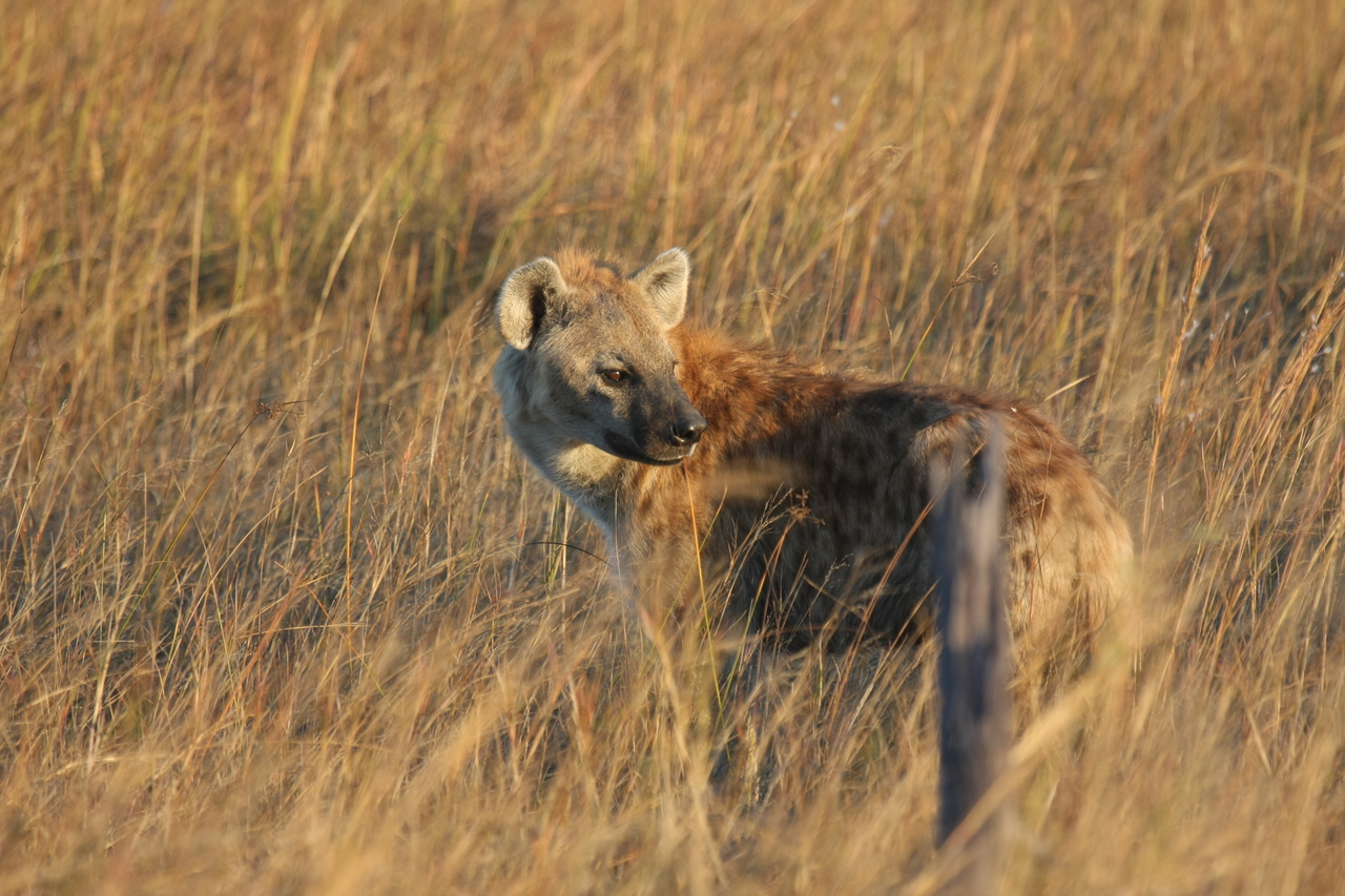 [21560] 2016_06_29_11_34_06_Africa_Canon_EOS_40D_IMG__10899.jpg