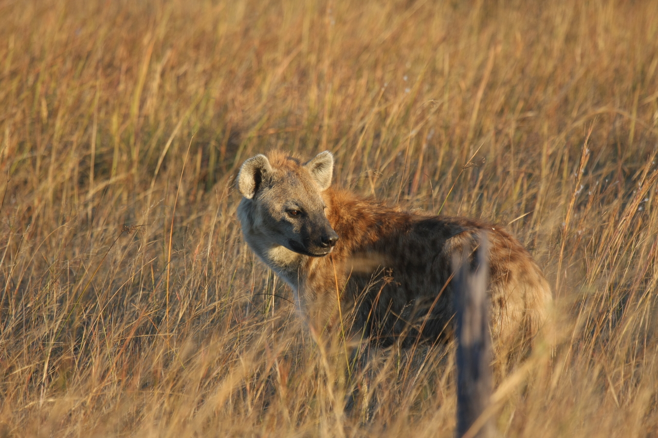 [21562] 2016_06_29_11_34_07_Africa_Canon_EOS_40D_IMG__00212.jpg