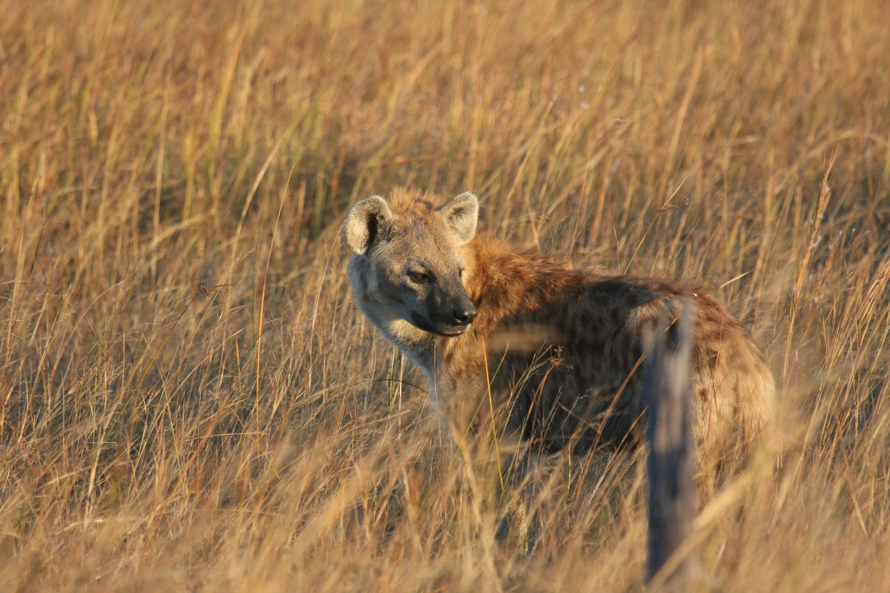 [21569] 2016_06_29_11_34_09_Africa_Canon_EOS_40D_IMG__10903.jpg