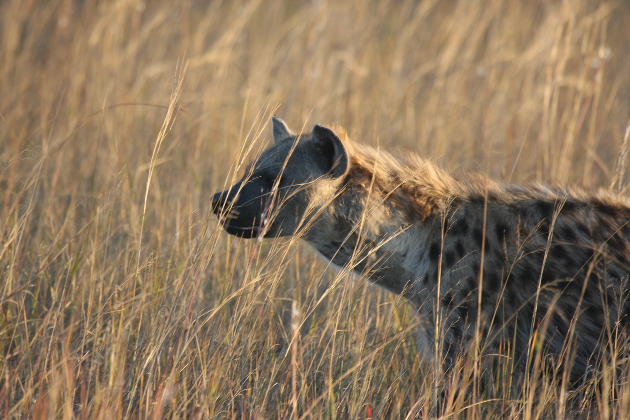 [21578] 2016_06_29_11_34_31_Africa_Canon_EOS_40D_IMG__10906.jpg