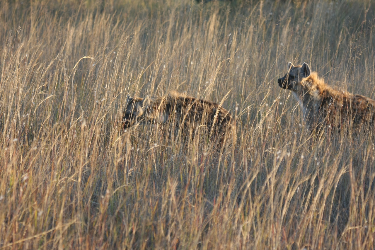 [21589] 2016_06_29_11_34_38_Africa_Canon_EOS_40D_IMG__10909.jpg