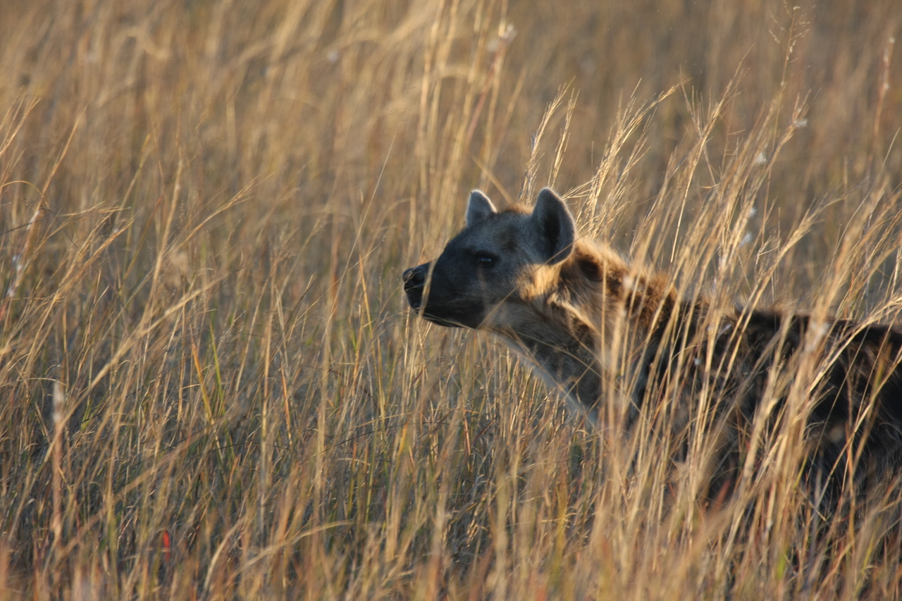 [21595] 2016_06_29_11_34_42_Africa_Canon_EOS_40D_IMG__03465.jpg