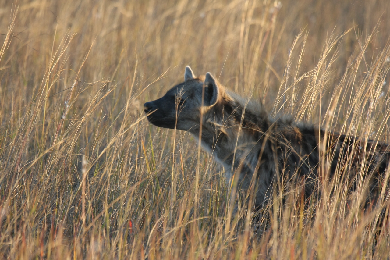 [21596] 2016_06_29_11_34_42_Africa_Canon_EOS_40D_IMG__03468.jpg