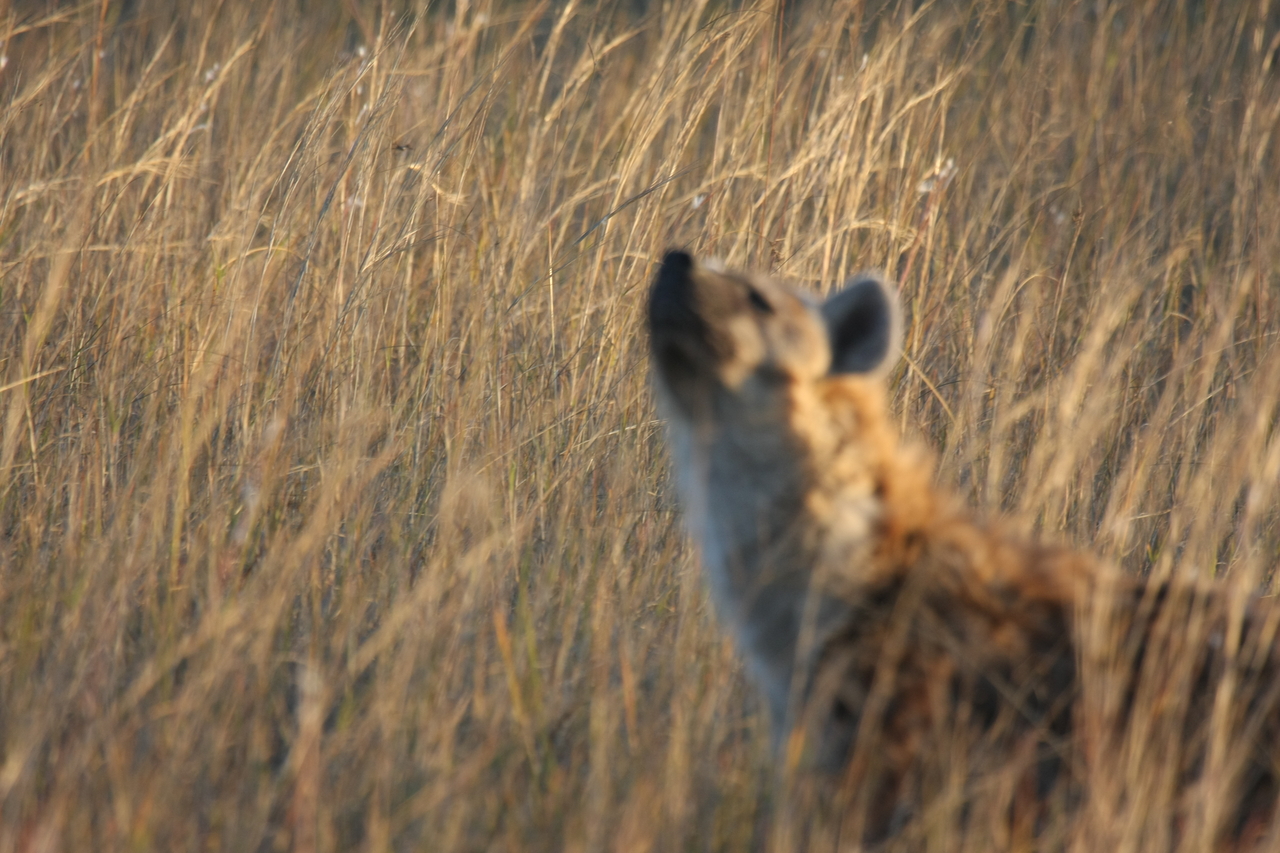 [21605] 2016_06_29_11_34_44_Africa_Canon_EOS_40D_IMG__10917.jpg