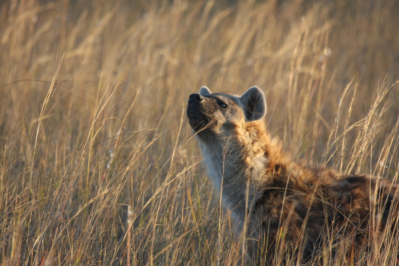 [21610] 2016_06_29_11_34_45_Africa_Canon_EOS_40D_IMG__10918.jpg