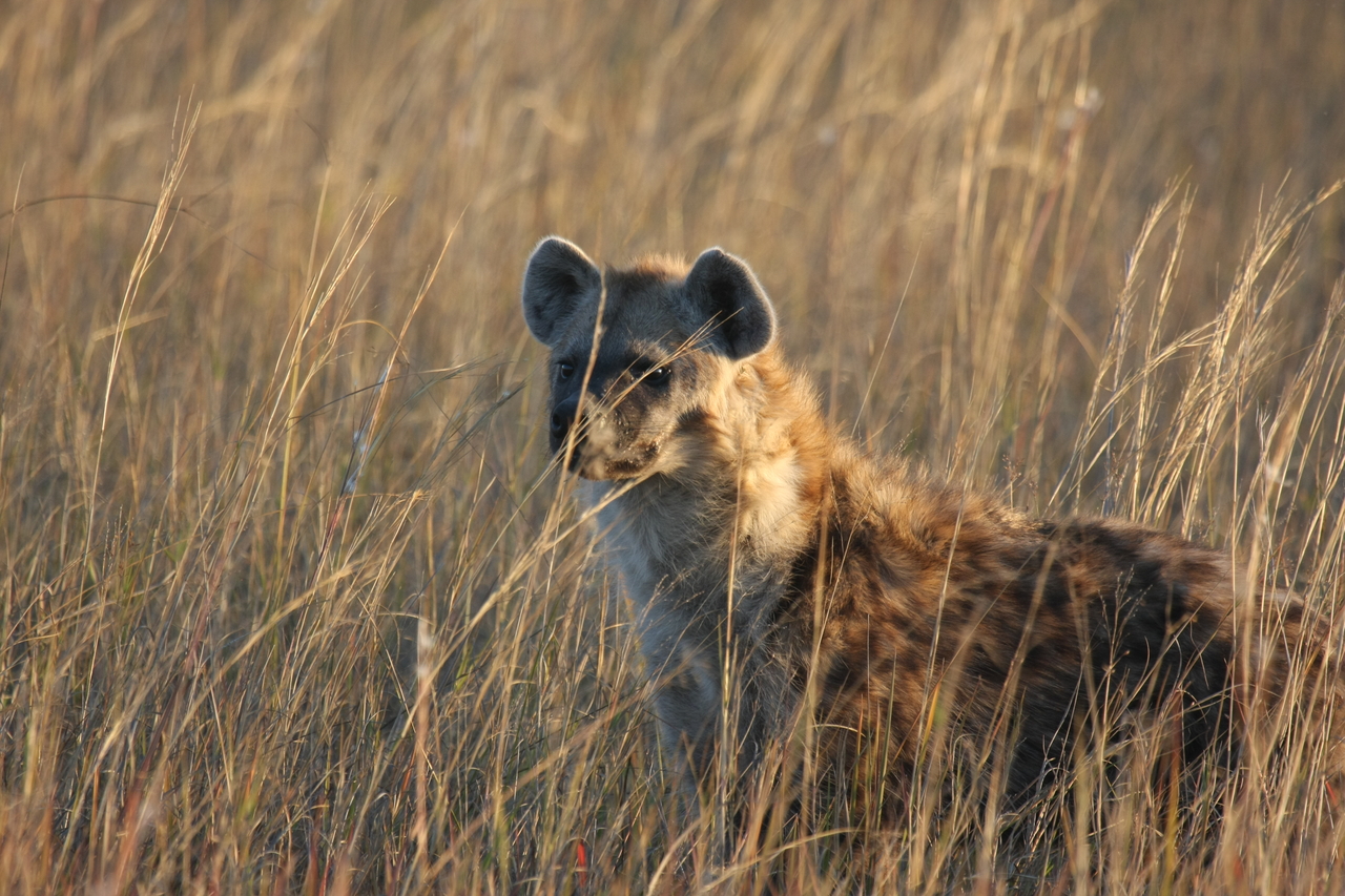 [21628] 2016_06_29_11_34_48_Africa_Canon_EOS_40D_IMG__00238.jpg