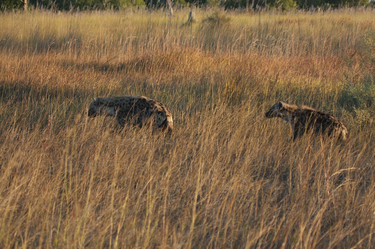 [21640] 2016_06_29_11_34_57_Africa_Canon_EOS_40D_IMG__03483.jpg