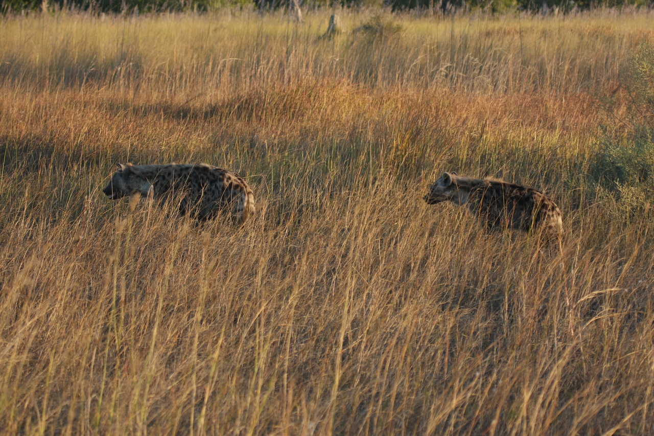 [21641] 2016_06_29_11_34_57_Africa_Canon_EOS_40D_IMG__03484.jpg