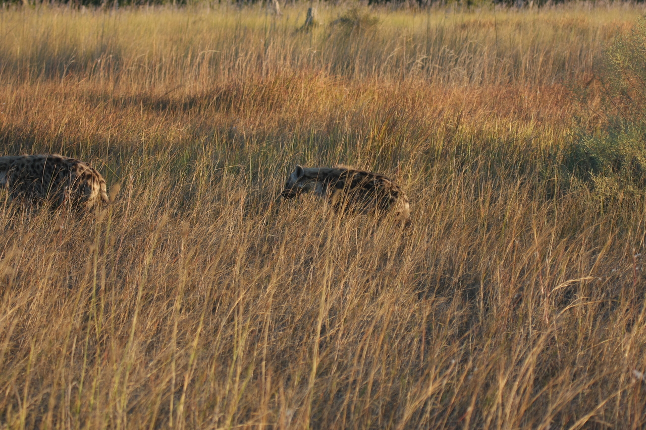 [21653] 2016_06_29_11_34_58_Africa_Canon_EOS_40D_IMG__10934.jpg