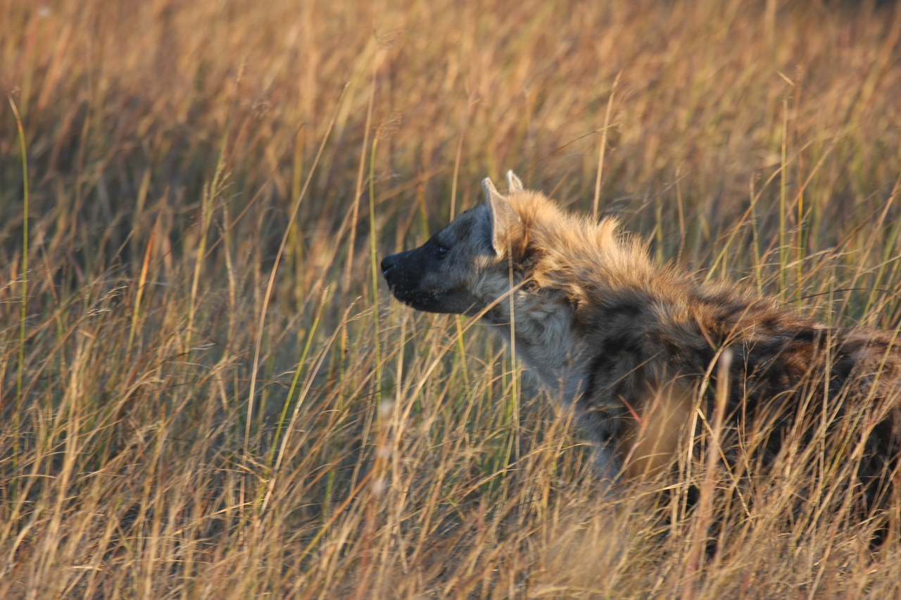 [21661] 2016_06_29_11_35_08_Africa_Canon_EOS_40D_IMG__00250.jpg