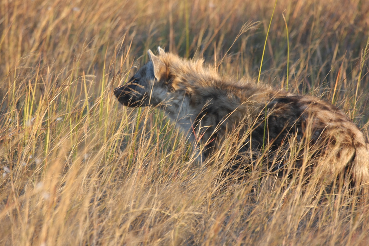 [21674] 2016_06_29_11_35_09_Africa_Canon_EOS_40D_IMG__03496.jpg