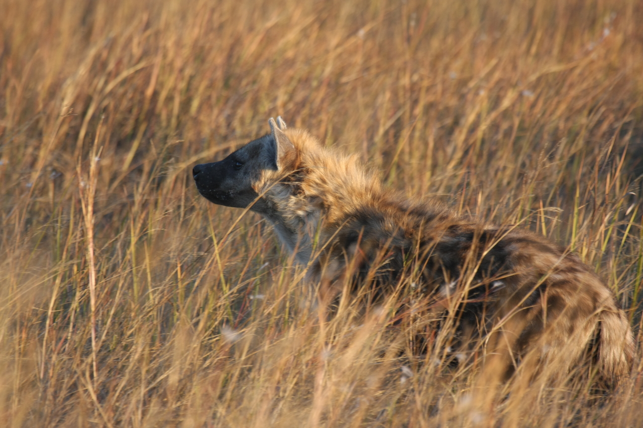 [21683] 2016_06_29_11_35_10_Africa_Canon_EOS_40D_IMG__03499.jpg