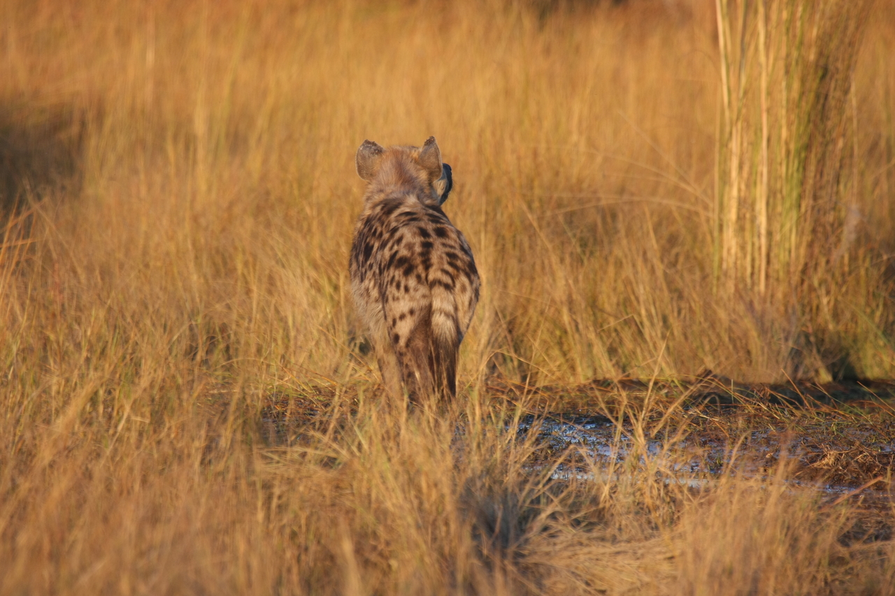 [21689] 2016_06_29_11_36_42_Africa_Canon_EOS_40D_IMG__03501.jpg