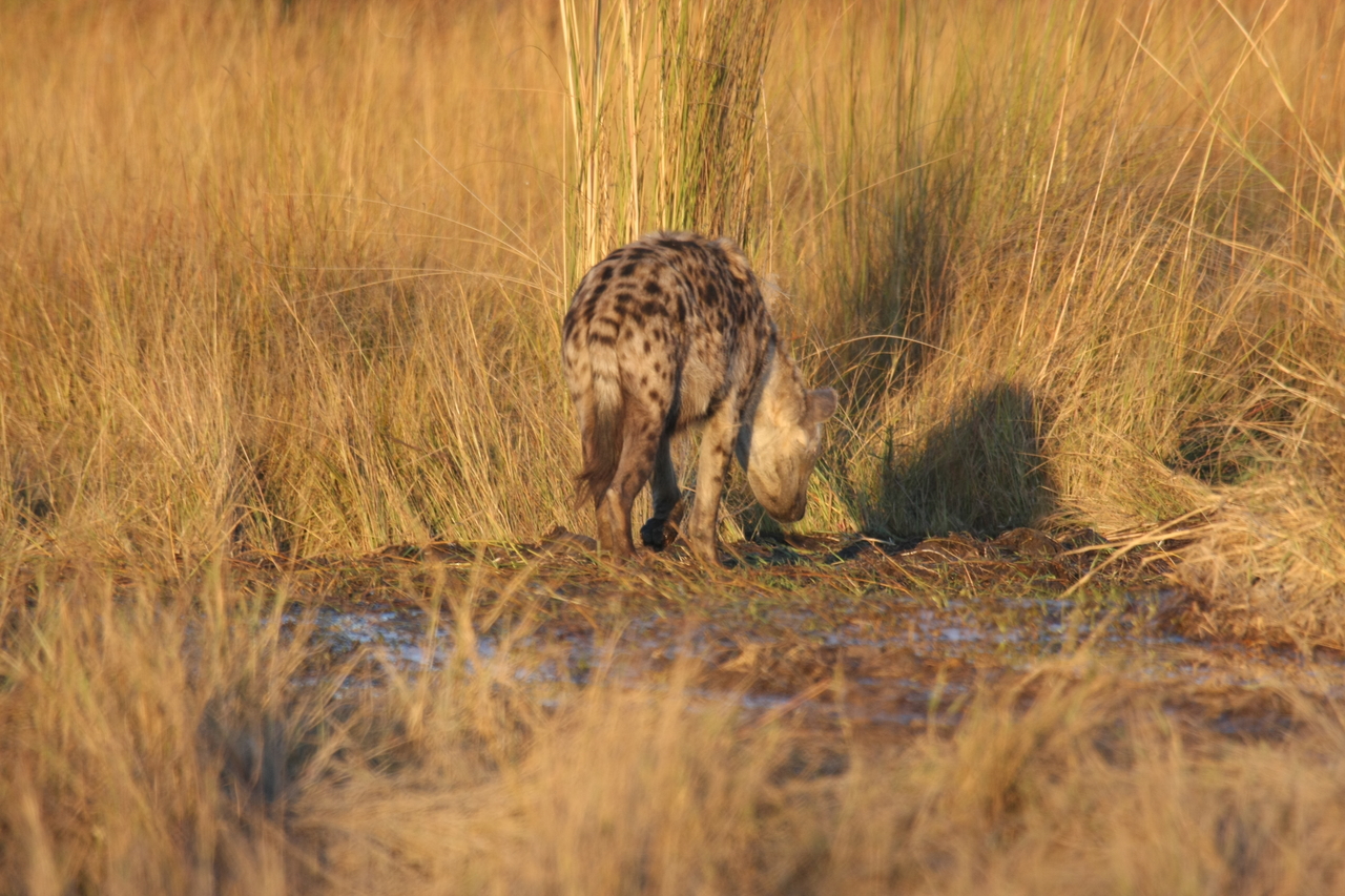 [21694] 2016_06_29_11_36_51_Africa_Canon_EOS_40D_IMG__03503.jpg