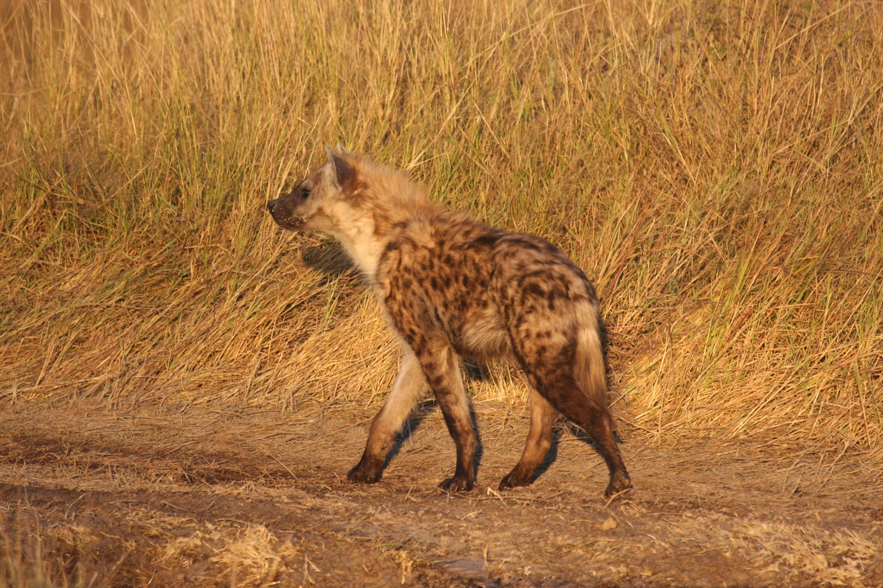 [21698] 2016_06_29_11_36_56_Africa_Canon_EOS_40D_IMG__00264.jpg