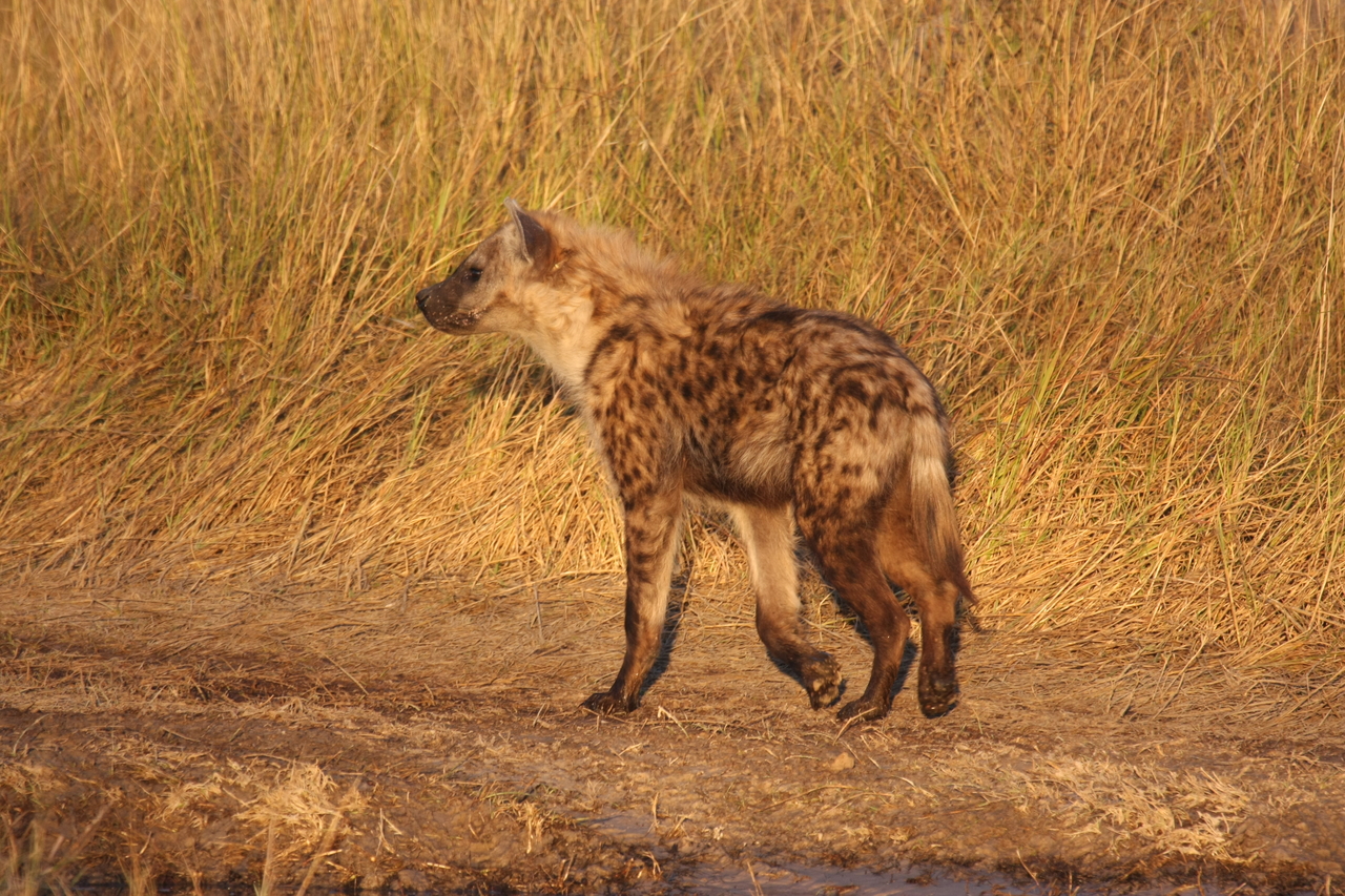 [21703] 2016_06_29_11_36_56_Africa_Canon_EOS_40D_IMG__10952.jpg