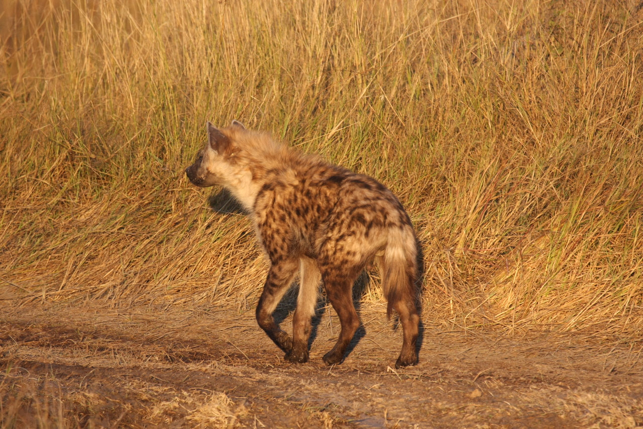 [21705] 2016_06_29_11_36_57_Africa_Canon_EOS_40D_IMG__00265.jpg