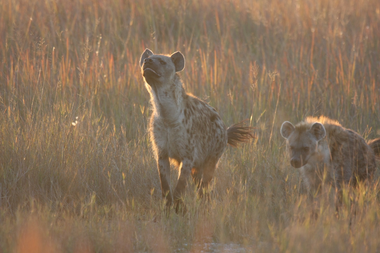 [21723] 2016_06_29_11_45_01_Africa_Canon_EOS_40D_IMG__00272.jpg