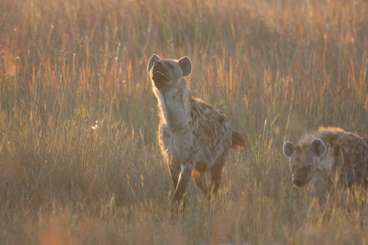 [21724] 2016_06_29_11_45_01_Africa_Canon_EOS_40D_IMG__00273.jpg