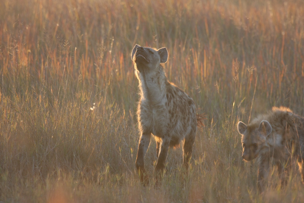[21728] 2016_06_29_11_45_01_Africa_Canon_EOS_40D_IMG__03516.jpg