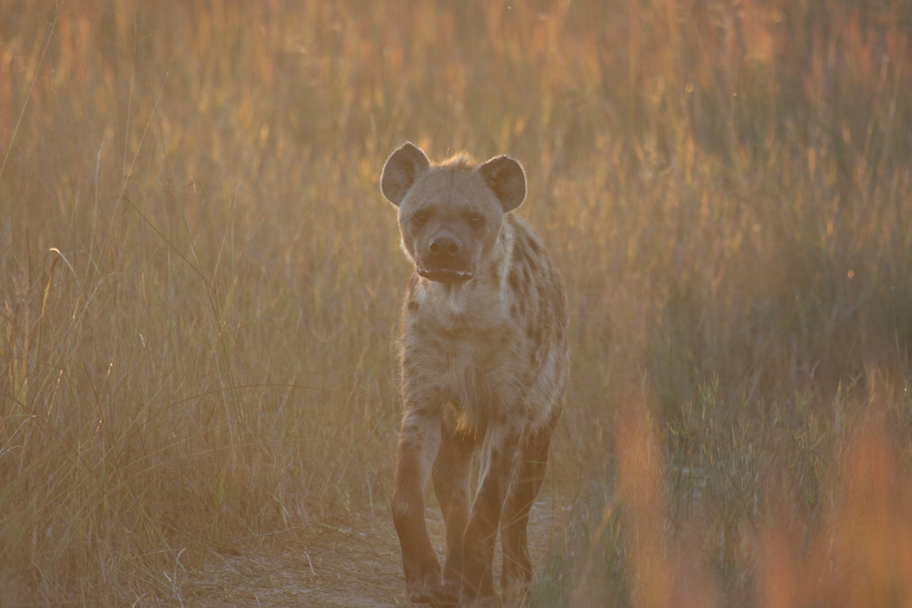 [21774] 2016_06_29_11_45_48_Africa_Canon_EOS_40D_IMG__00290.jpg