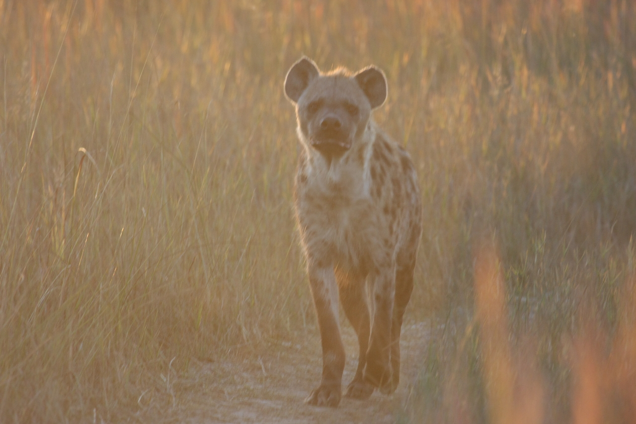 [21775] 2016_06_29_11_45_48_Africa_Canon_EOS_40D_IMG__00292.jpg