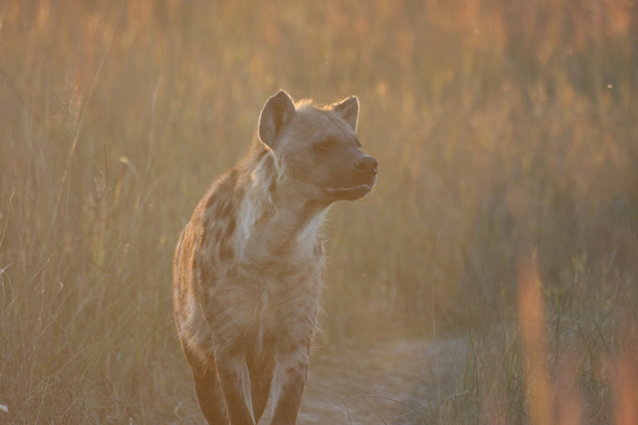 [21788] 2016_06_29_11_45_54_Africa_Canon_EOS_40D_IMG__10984.jpg