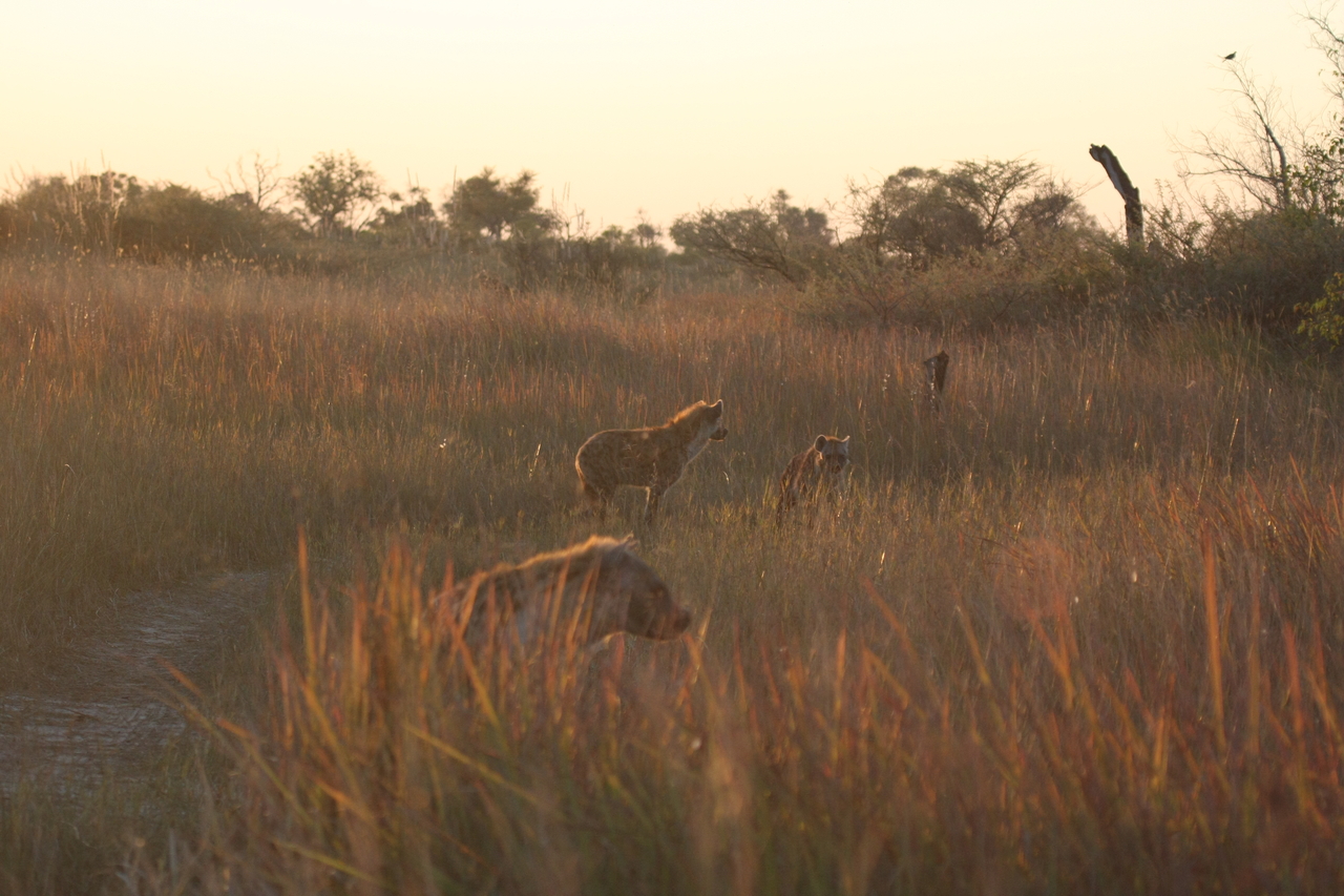 [21803] 2016_06_29_11_46_13_Africa_Canon_EOS_40D_IMG__10989.jpg