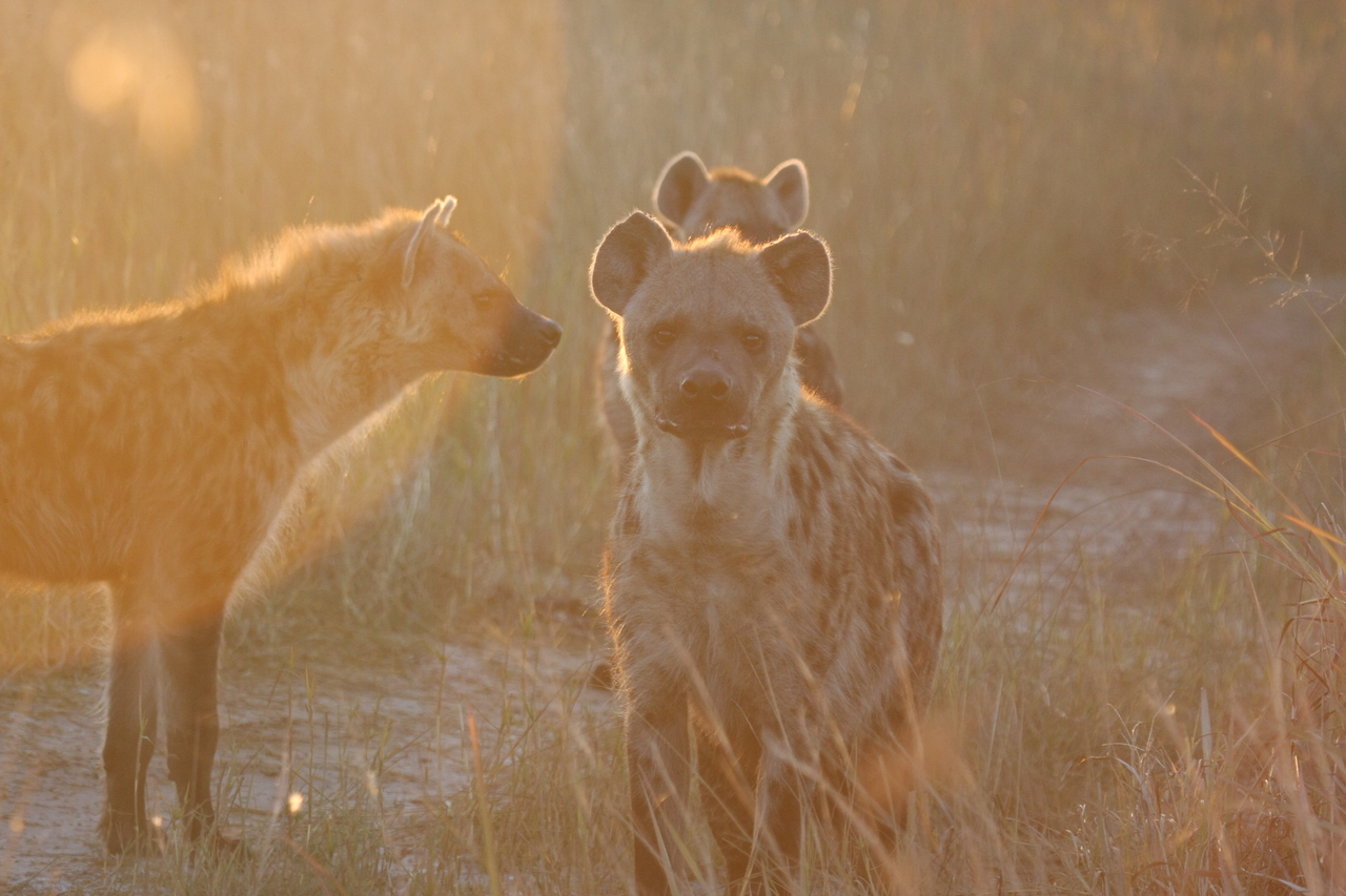 [21819] 2016_06_29_11_46_45_Africa_Canon_EOS_40D_IMG__00307.jpg