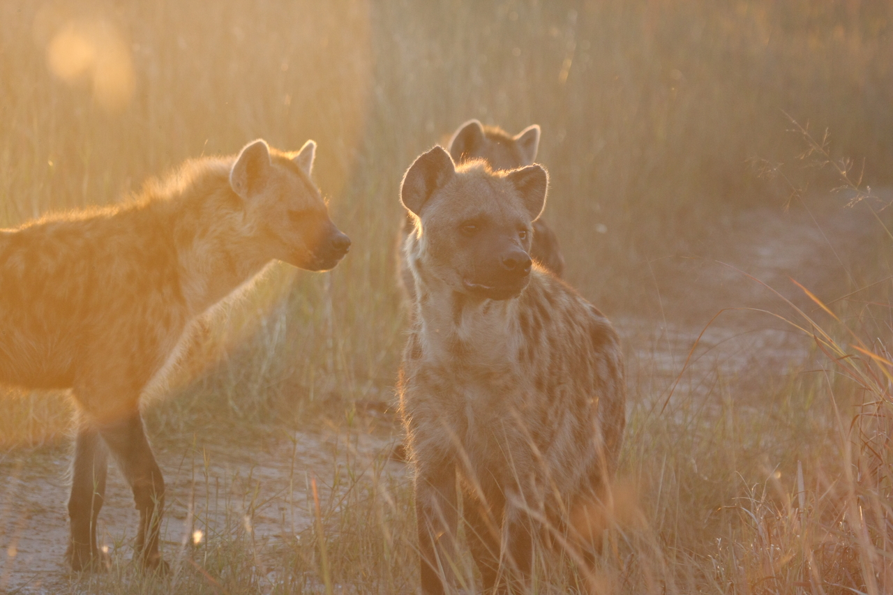 [21823] 2016_06_29_11_46_45_Africa_Canon_EOS_40D_IMG__03550.jpg