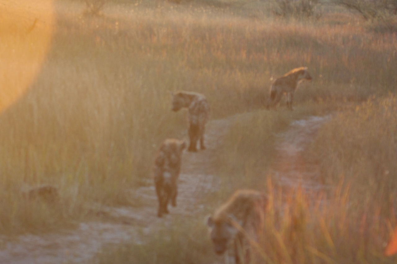 [21845] 2016_06_29_11_47_34_Africa_Canon_EOS_40D_IMG__11005.jpg