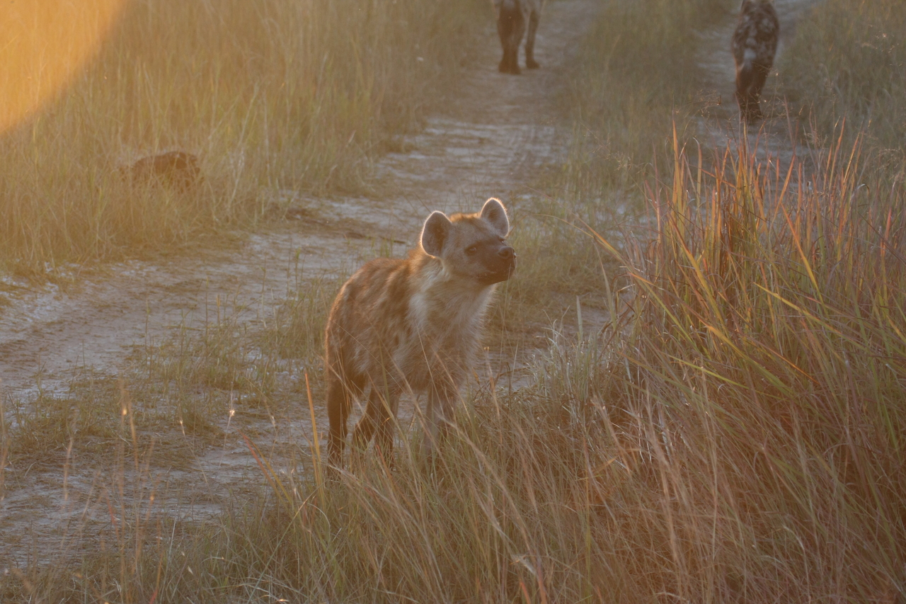 [21851] 2016_06_29_11_47_44_Africa_Canon_EOS_40D_IMG__03561.jpg