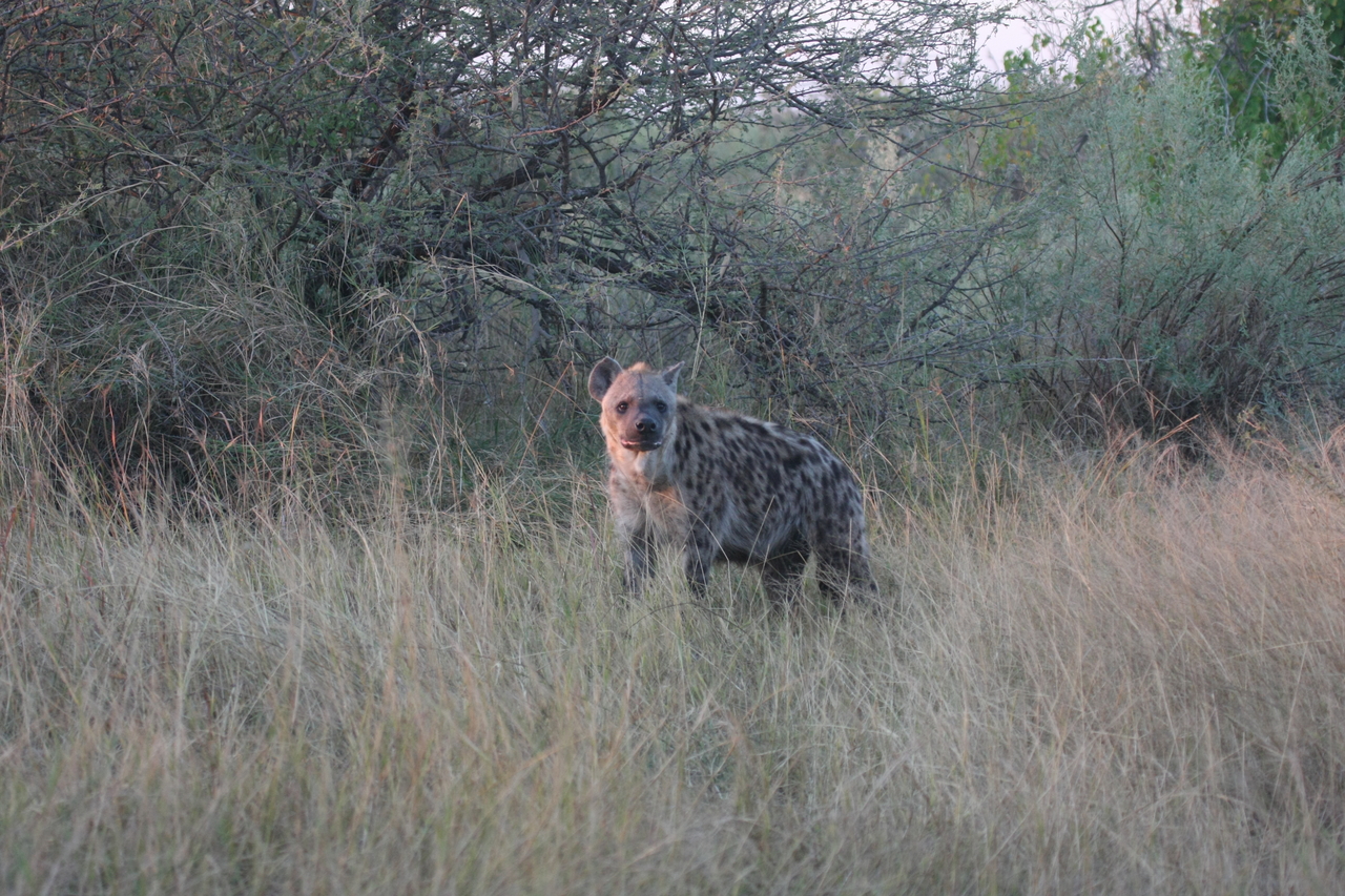 [21884] 2016_06_29_11_51_06_Africa_Canon_EOS_40D_IMG__11019.jpg