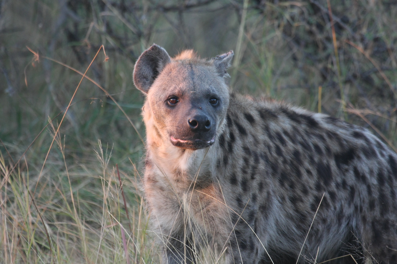 [21886] 2016_06_29_11_51_11_Africa_Canon_EOS_40D_IMG__00332.jpg