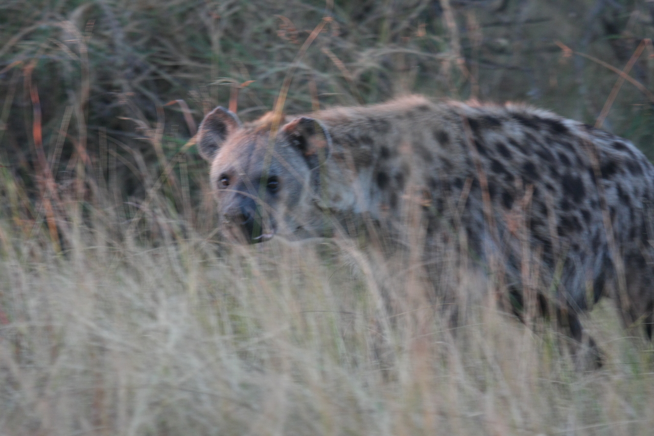 [21898] 2016_06_29_11_51_15_Africa_Canon_EOS_40D_IMG__00338.jpg